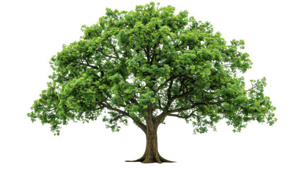 Obraz premium Venerable elm isolated on a pure white background