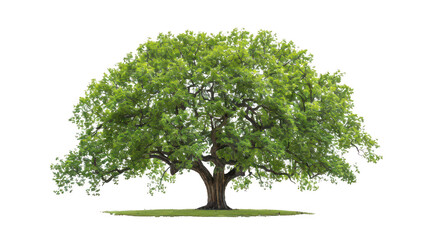 Venerable elm isolated on a pure white background