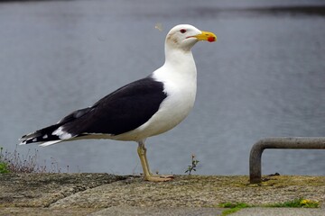 Goéland de haute mer .