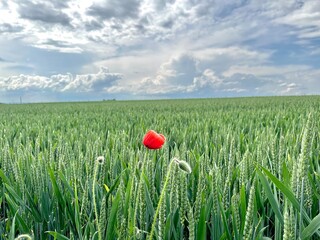 sunny day field with wheat with a red poppy flower in the background © Oksana