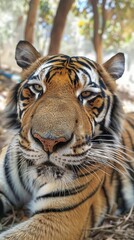 Fototapeta premium A majestic tiger relaxing in the shade, showcasing its striking stripes and captivating gaze. Perfect for wildlife photography.