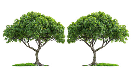 Twin ranks of majestic arboreal sentinels isolated on a pure white background