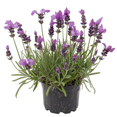 Naklejka premium Illustration of a lavender plant with vibrant purple flowers and green leaves, isolated on a white background. Perfect for botanical themes and natural concepts.