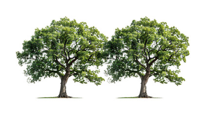 Double file of lofty arboreal monuments isolated on a pure white background