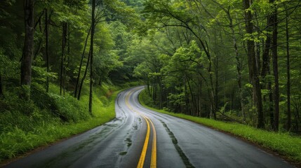 A winding road meanders through a lush, green forest, inviting exploration and tranquility among nature's beauty.
