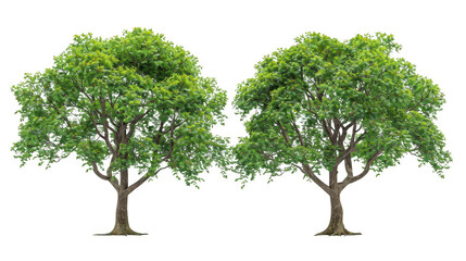 Matched sets of majestic tree towers isolated on a pure white background