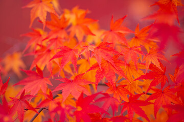 Fall season. Autumn leaves, gold and red leaves of autumn background. Maple leaves. Colorful autumn leaves. natural background. Falling autumn. Light sunny october day.