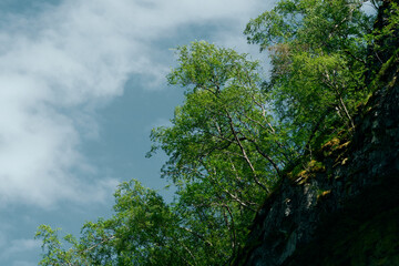 Obraz premium Birch trees of the Utladalen Valley, Norway.
