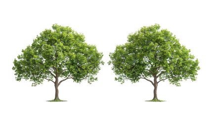 Obraz premium Matched quintet of trees, twice over isolated on a pure white background