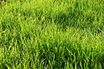 Beautiful natural background of green grass illuminated by the sun
