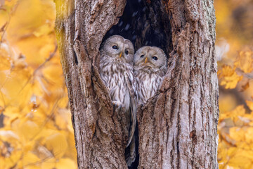 寄り添うエゾフクロウの夫婦