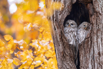 寄り添うエゾフクロウの夫婦