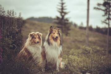 2 rough Collies Langhaar sable schottisch outdoor im Sommer sitzen Var. 5