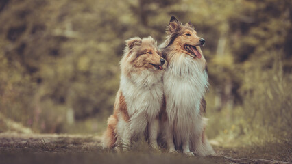 2 rough Collies Langhaar sable schottisch outdoor im Sommer sitzen Var. 4