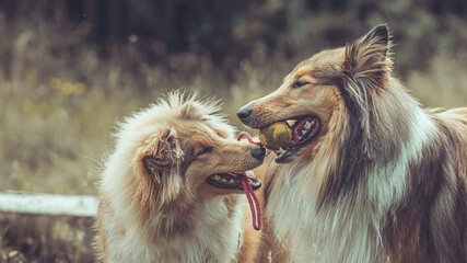2 rough Collies Langhaar sable schottisch outdoor im Sommer miteinander spielend Var. 14