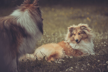 2 rough Collies Langhaar sable schottisch outdoor im Sommer miteinander spielend Var. 13