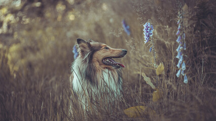 Portrait  rough Collies Langhaar sable schottisch outdoor im Sommer Var. 3