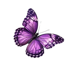 A shiny purple butterfly all by itself.