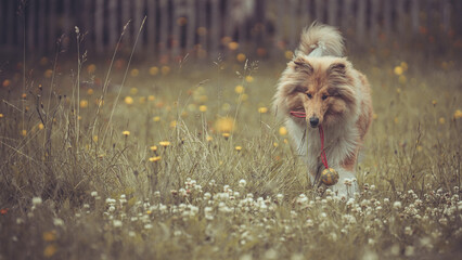 Portrait rough Collie Langhaar sable schottisch outdoor im Sommer Garten Blumenwiese Var. 7