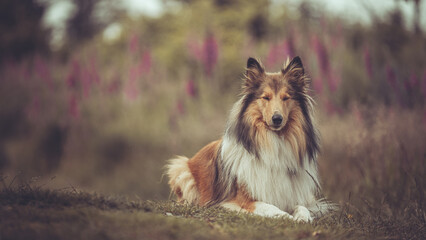 Portrait  rough Collies Langhaar sable schottisch outdoor im Sommer Var. 2