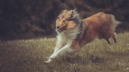 Portrait rough Collie Langhaar sable schottisch adult outdoor im Sommer Garten rennen Var. 6