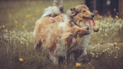 Portrait 2 rough Collies Langhaar sable schottisch outdoor im Sommer miteinander spielend Var. 7