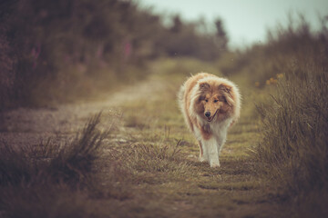 Portrait rough Collie Langhaar sable schottisch outdoor im Sommer  Wald Var. 4