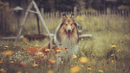 Portrait rough Collie Langhaar sable schottisch adult outdoor im Sommer Garten Blumenwiese Var. 8