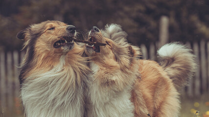 Portrait 2 rough Collies Langhaar sable schottisch outdoor im Sommer miteinander spielend Var. 4