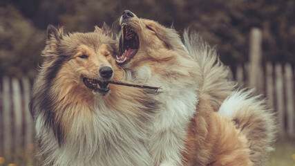 Portrait 2 rough Collies Langhaar sable schottisch outdoor im Sommer miteinander spielend Var. 3