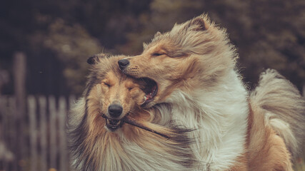 Portrait 2 rough Collies Langhaar sable schottisch outdoor im Sommer miteinander spielend Var. 2
