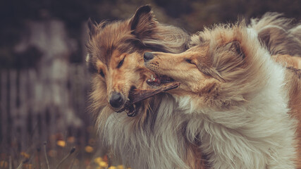 Portrait 2 rough Collies Langhaar sable schottisch outdoor im Sommer miteinander spielend Var. 1