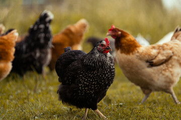 Chicken