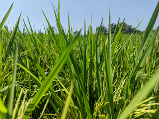 A mesmerizing close-up of a lush green rice field captures the essence of nature’s tranquility.