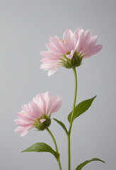 Obraz premium Close-up of a delicate flower in bloom. 
