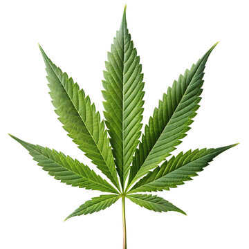 cannabis marijuana leaf