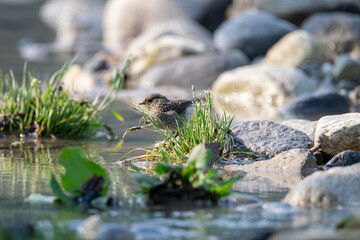 bird perching on the rock in between river