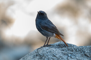 robin perched on a rock