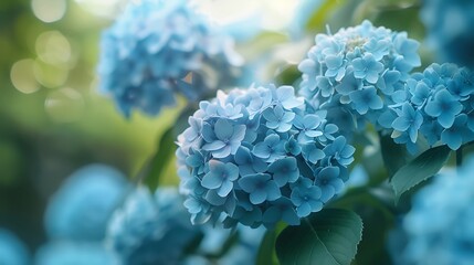 close up of a blue hydrangea