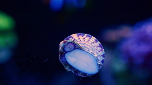 zebra turbo snail creeping foot on front glass, surface cleaner eat green filamentous algae in nano reef marine ecosystem, actinic LED light, exotic captive gastropod mollusc for beginner care