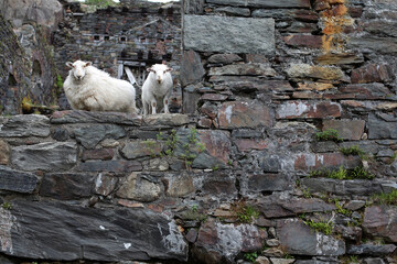 View from the Snowdon descent by the Miners' track - penny's pass - Llanberis - Wales - UK