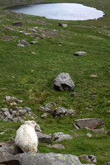 View from the Snowdon descent by the Miners' track - penny's pass - Llanberis - Wales - UK