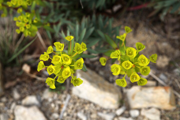 Euphorbia plant in natural habitat - Ardeche - France