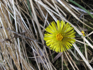 Colt's foot flower - Coltsfoot - Tussilago farfara - family Asteraceae