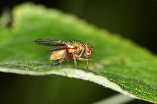 Delia radicum - cabbage fly - cabbage root fly - root fly - turnip fly
