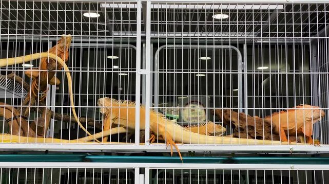 Group of Albino iguanas are seen inside a cage for sell at an exotic pet store located in Chatuchak Market, Bangkok, Thailand.