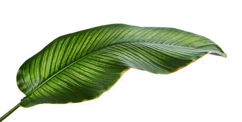 Calathea ornata (Pin-stripe Calathea) leaves, Tropical foliage isolated on white background, with clipping path