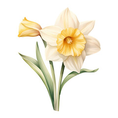 yellow daffodils isolated on white