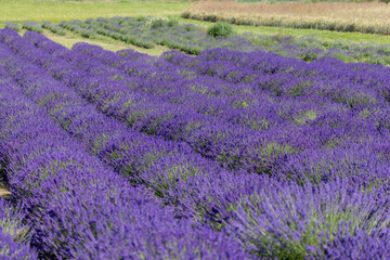 Naklejka premium Picturesque meadow of blooming flowers of lavender, beauty of nature