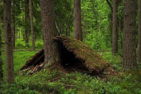 Survival in the wild. Makeshift shelter in the forest.